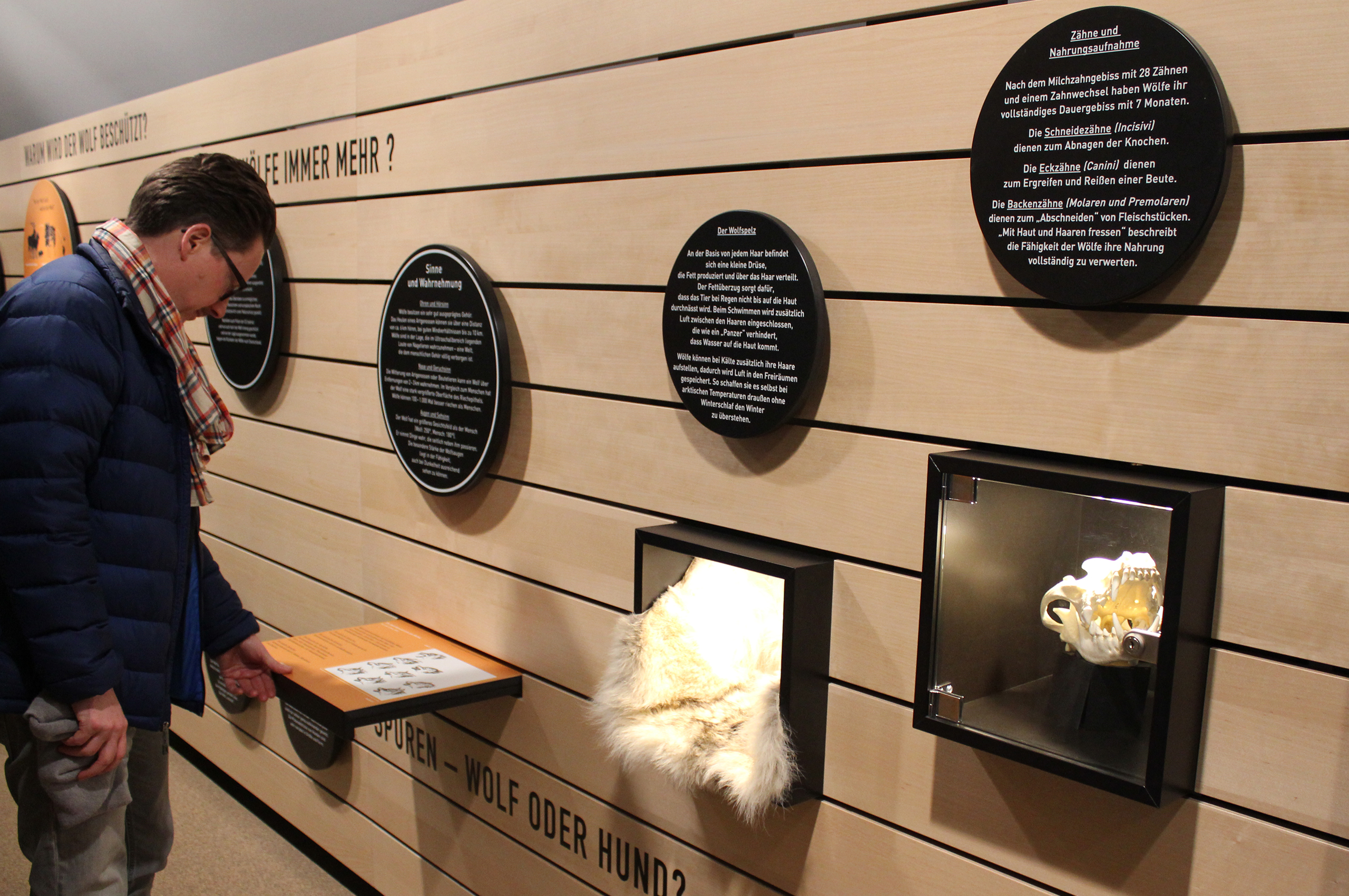 Exponate rund um den Wolf in Vitrinen mit Erläuterungen auf schwarzen, runden Schildern, zum Beispiel Zähne und Fell. Ein Besucher betrachtet eine herausziehbare Informationstafel.