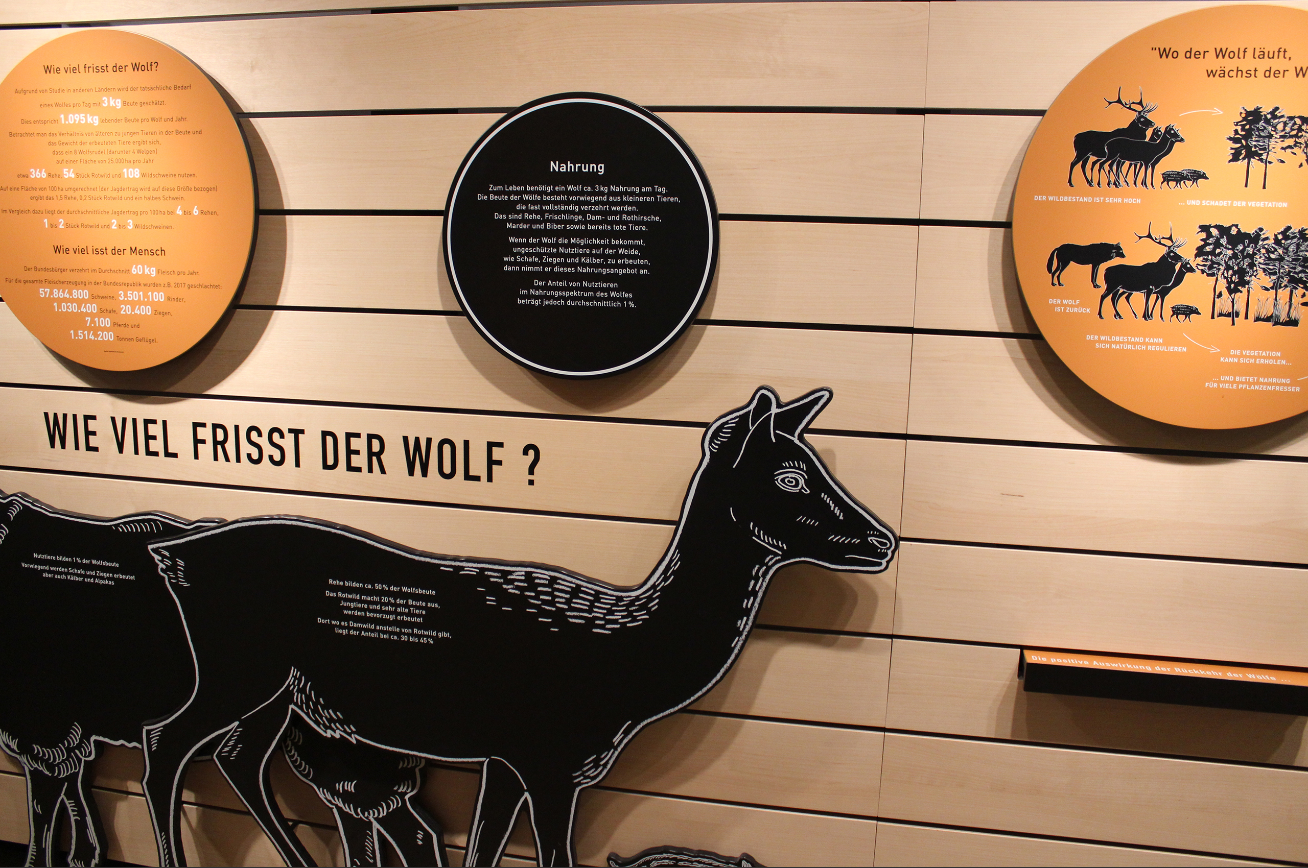 Ein Reh als Aufsteller illustriert den Themenbereich Nahrung mit der Frage "wie viel frisst der Wolf"?