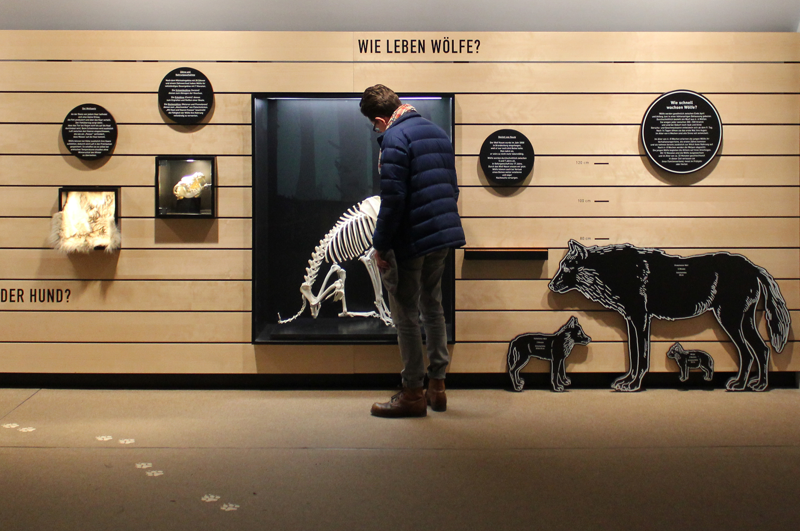 Eine Person steht vor einer schwarzen Vitrine mit einem beleuchteten Wolfsskelett. Darüber steht an der Wand aus langen hölzernen Querbalken die Frage "Wie leben Wölfe?". Links und rechts davon befinden sich weitere Exponate mitsamt erläuternden Schildern.