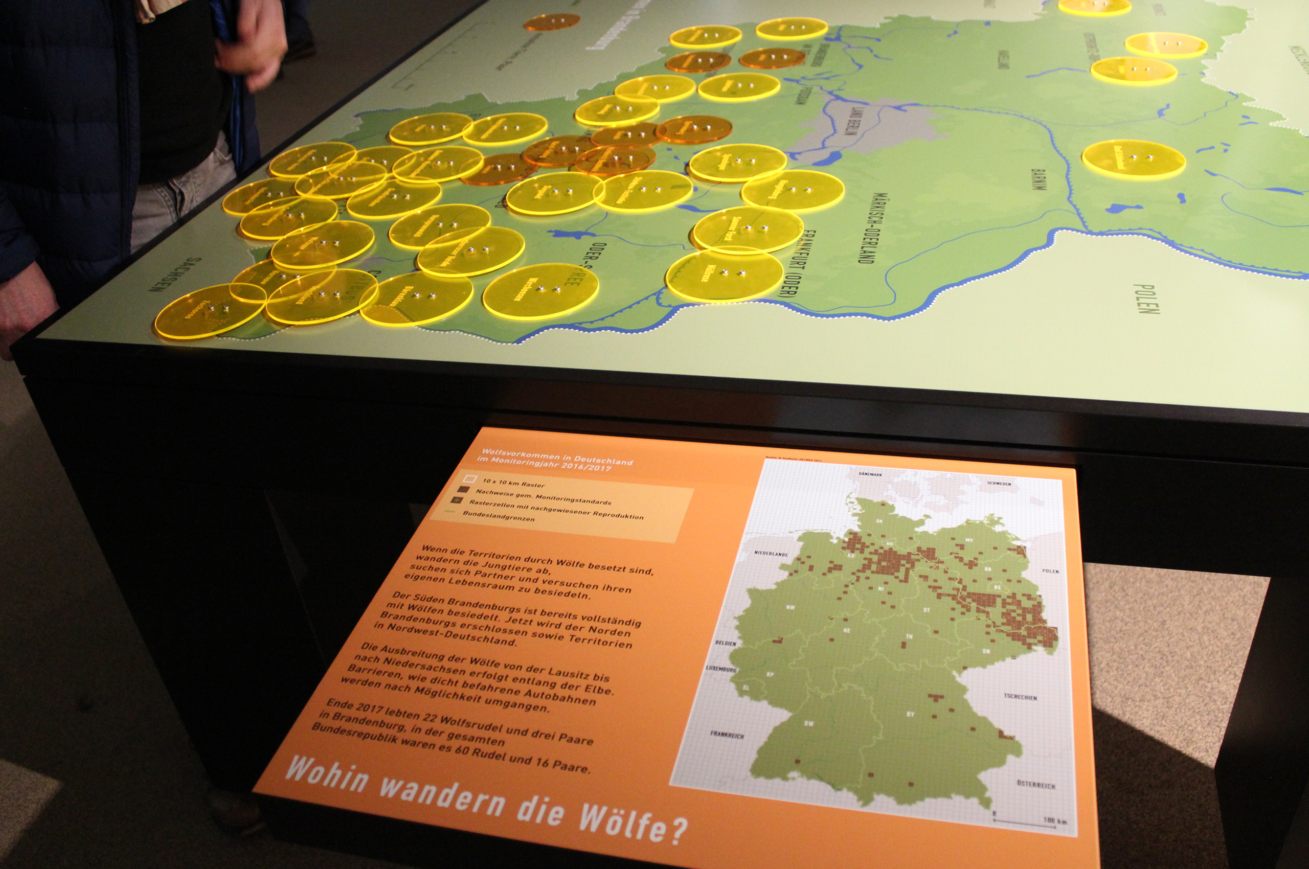 Auf einem Ausstellungstisch befindet sich eine Deutschlandkarte mit vielen gelben und orangenen Kreisen. Daneben kann eine kleinere weitere Karte herausgezogen werden mit Informationen zu Wolfsvorkommen und Wanderung der Wölfe.
