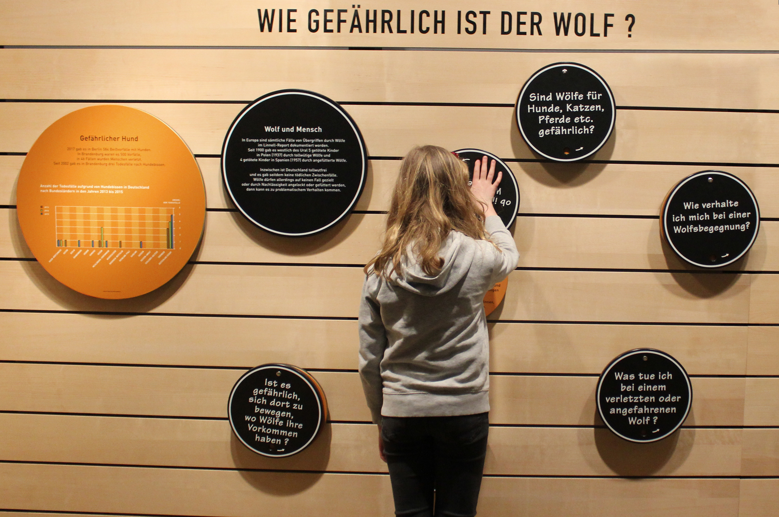 Ein Kind steht vor der Ausstellungswand mit mehreren runden, schwarzen und einer orangenen Infotafel zum Thema "Wie gefährlich ist der Wolf"?