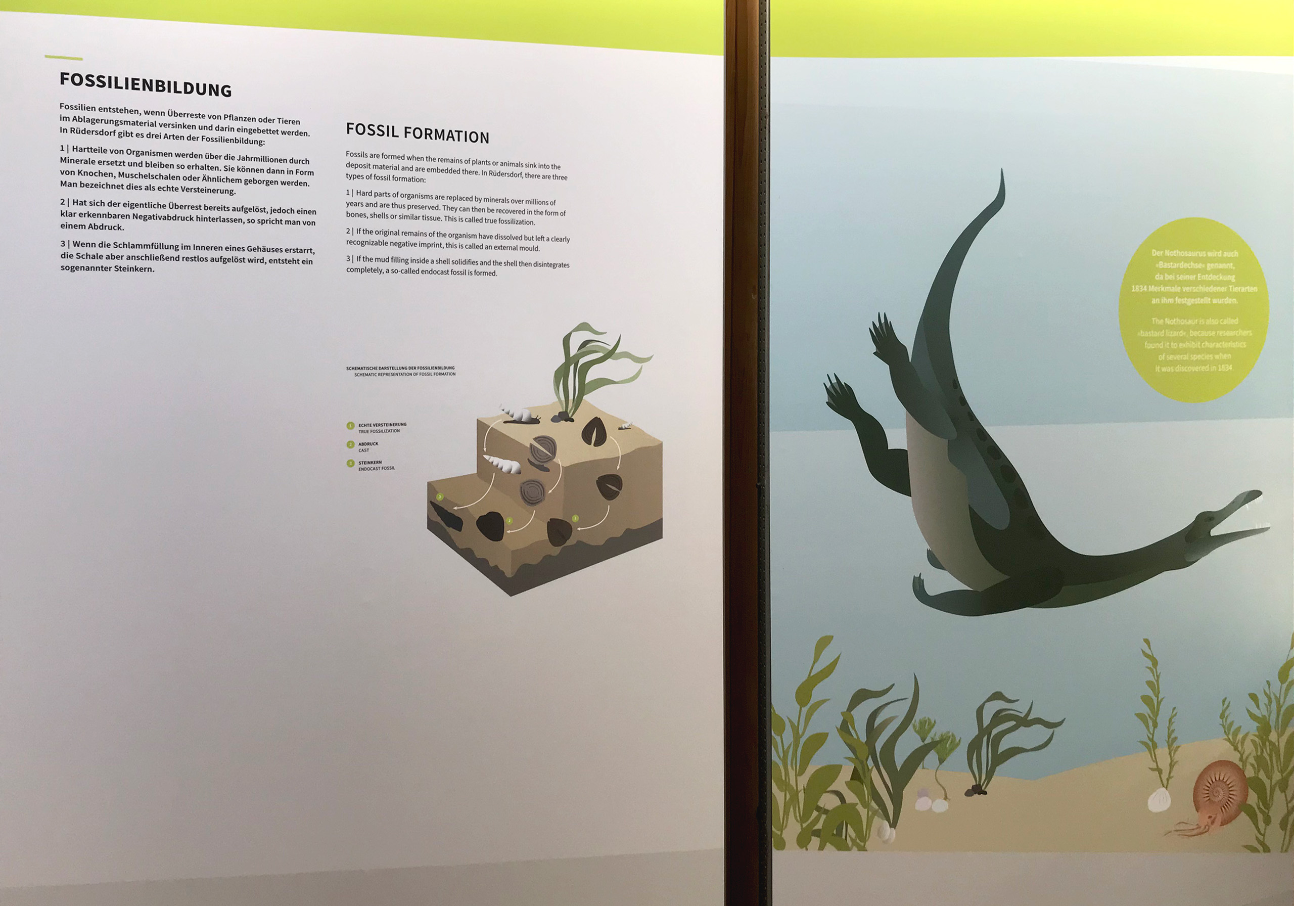 Illustration einer Fossilienbildung mit schematischer Darstellung, daneben eine stilisierte Darstellung eines Nothosaurus über Wasserpflanzen und Muscheln.